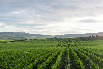 View of the vineyard in the evening at sunset in cloudy weather