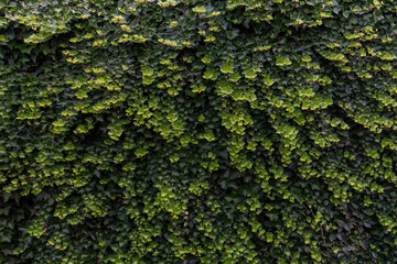 Green and orange wild grapes leaves wall background. The natural texture of the wild grapes leaves, green wall covered with vine leaves banner