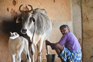 Koriya, Chhattisgarh / India - 3 13 2022: Farmer taking out milk from mother' s cow udder - obrazy, fototapety, plakaty