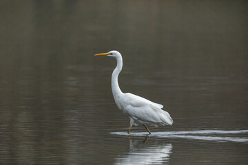 Great white egret in fog and the swamps of the Werra River