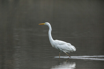 Great white egret in fog and the swamps of the Werra River