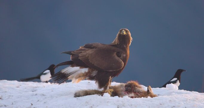 Close-up of golden eagle eating on dead fox in the mountains at winter