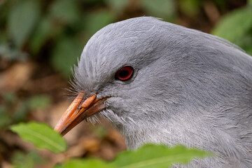 Kagu bird endangered specie Caledonia