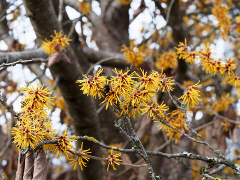 Hamamelis mollis - Witch hazel . Beautiful tree with bare tangled branches bearing clusters of flowers with yellow ribbon-shaped petals above a red base