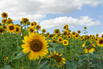 Yellow flowers sunflowers on field on background blue sky with white clouds