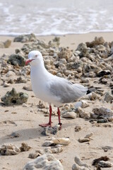 seagull on the beach