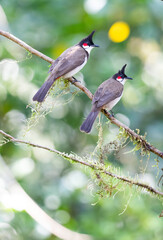 A pair of red whiskered bulbul on a perch
