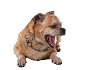 portrait of mongrel dog, png file