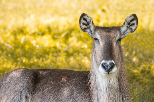 The waterbuck (Kobus ellipsiprymnus) is a large antelope found widely in sub-Saharan Africa.
