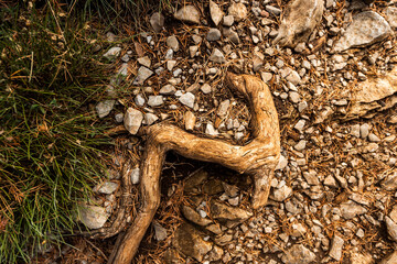 imagen detalle textura de un suelo de tierra y piedras con una raíz que sale del suelo y hierbas verdes 