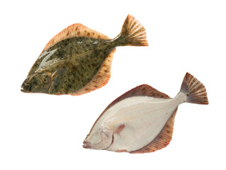 Baltic sea flounder isolated on white background