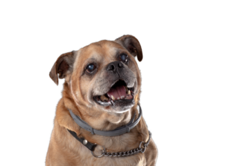portrait of mongrel dog, png file