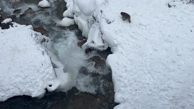 Snow monkeys in the snow