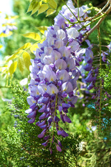 Obraz premium Wisteria flowers. Spring nature background - selective focus
