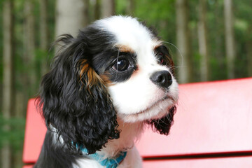 four month old purebred Cavalier King Charles Spaniel puppy