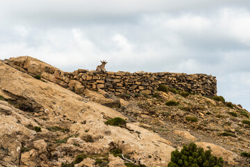 imagen de una cabra salvaje sobre un muro de piedras en una montaña, con el cielo nublado 