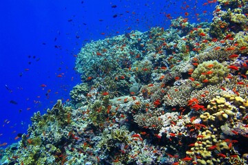 Fototapeta na wymiar Rich healthy coral reef with various fish. Red fish (anthias) and corals, photo from scuba diving. Underwater tropical scenery, blue ocean and vivid marine life.
