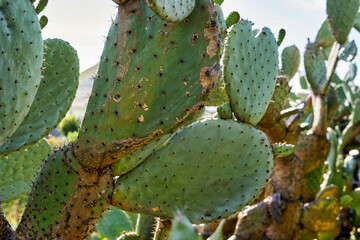Cactus