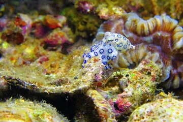 Greater blue-ringed octopus (Hapalochlaena lunulata) on the coral reef. Venomous octopus, macro...