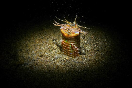 Bobbit worm (tropical predator sea worm, Eunice aphroditois) in the night ocean, on the seabed. Bobbit worm in the water, photography from scuba diving. Marine life in the night, underwater picture.