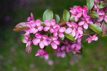 Fototapeta premium Flowering branches of decorative apple tree - selective focus