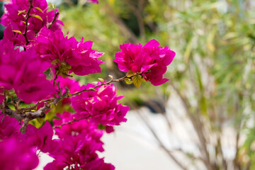 Close-up of blooming bougainvillea against sunny green spring garden - selective focus
