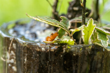 Red salamanders are equipped with a projectile tongue that extends and withdraws in just 11...