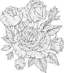 Hand Drawn arrangement of rose flowers, Detailed illustration of roses for clothing, home decor, cards and templates, scrap booking, post cards, frames.