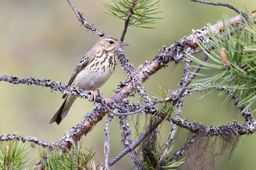 Tree Pipit