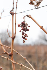 Mukhrani's vineyard in Georgia