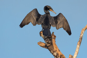 Cormorant yoga