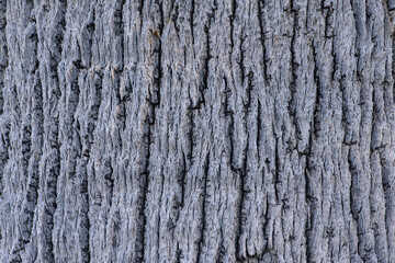 Obraz premium texture of bark
