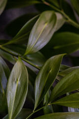 Obraz premium Bright green leaves of Italian Ruscus plant