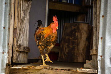 The handsome domestic rooster (Gallus gallus) is a domesticated subspecies of red junglefowl....