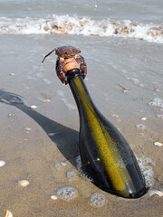 beached bottle with secret message inside and the crab on top