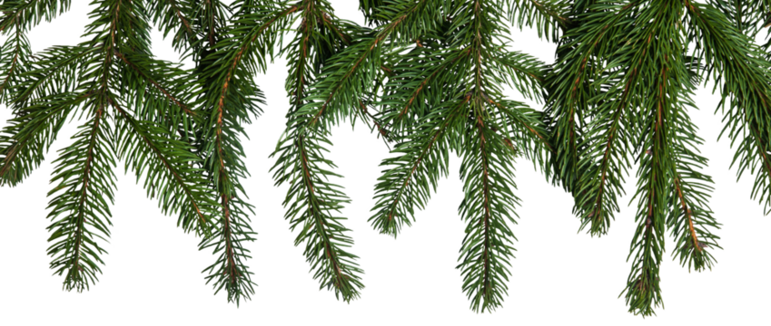 Christmas Fir tree branch texture Background isolated on white background.