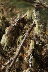 Green lichen in closeup