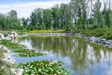 Idea of artificial decorative pond in landscape design. Fragment of beautiful garden with white water lilies or lotus flowers. Nymphaeas blooming surrounded by stones, bushes, trees. Pond landscaping.