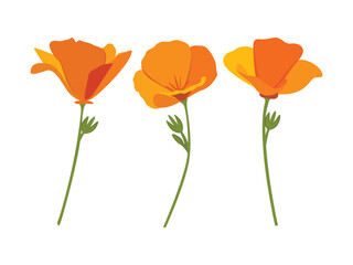 California Poppy, California Poppy Vector, Poppy Flower, Poppies Vector, Pretty Flower Vector, Golden Poppies, Vector Illustration Background