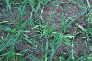 Young barley plants with symptoms of fungal disease, infection on leaves, chlorosis and dark spots.