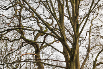 Dormant leafless branches of trees in a woodland area in the late winter 1