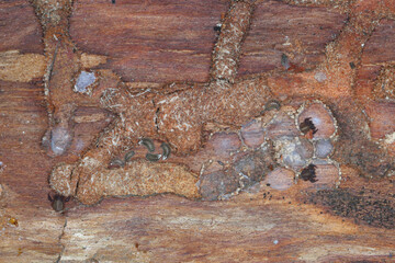 Small invertebrates living under the bark of dead pine trees, including Chernetid Pseudoscorpion...