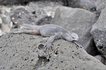 Sea iguana in the Galapagos