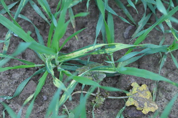 Young barley plants with symptoms of fungal disease, infection on leaves, chlorosis and dark spots.