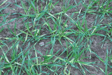 Young barley plants with symptoms of fungal disease, infection on leaves, chlorosis and dark spots.