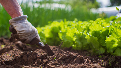 Planting plants on a vegetable bed in the garden. Cultivated land close up. Gardening concept. Agriculture plants growing in bed row