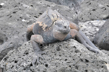 Sea iguana in the Galapagos