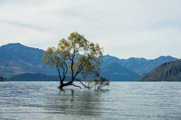 Lake Wanaka mit berühmten einzelnen Baum im See und hängendem Ast mit Bergen im Hintergrund und...