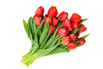 Bouquet of beautiful red tulips isolated on a transparent background