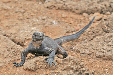 Sea iguana in the Galapagos